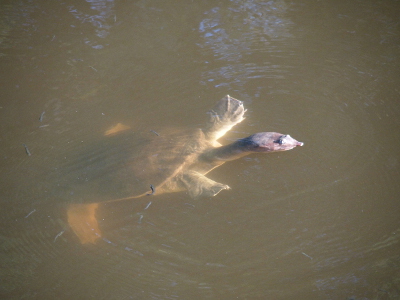 [The turtle has its head out of wter and its front feet close to the top of the water with the rest of its body submerged and barely visible. The feet resemble paddles with toes embedded in the webbing.]